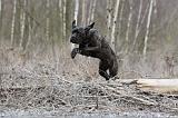 CANE CORSO 766